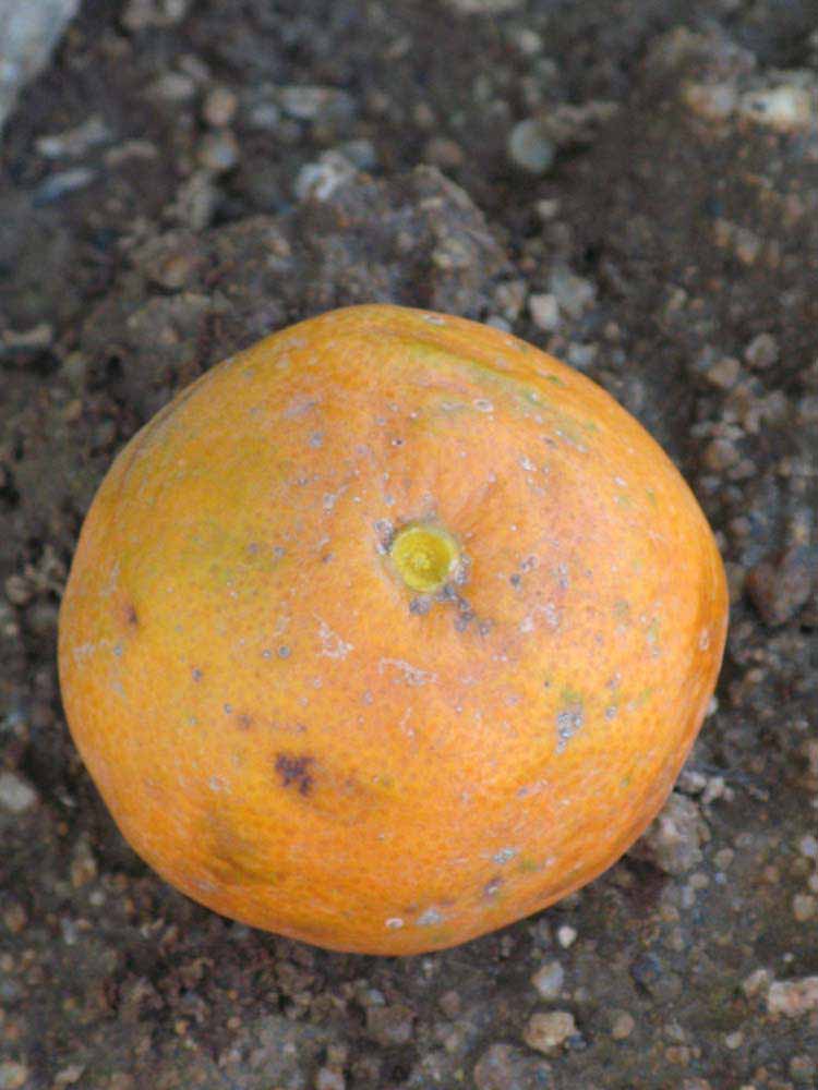            Fruit (Riverside, CA)   